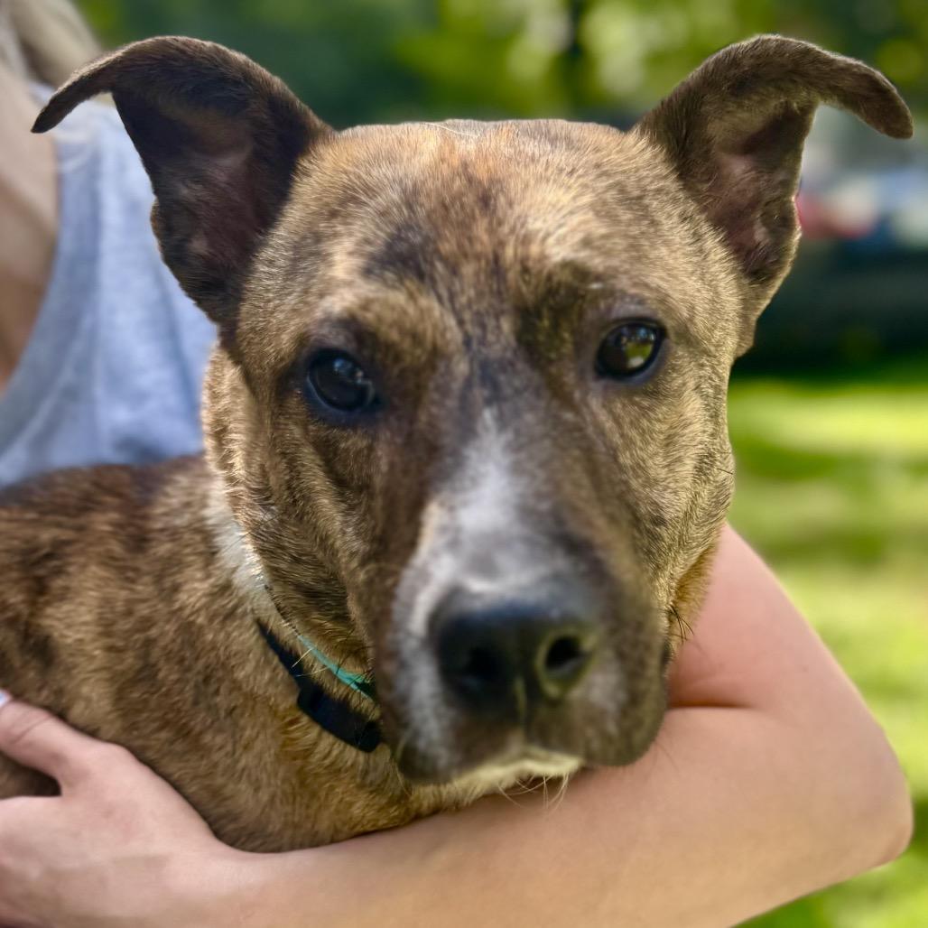 Enlarge Tammy, a Adoptable mixed breed in Decatur, GA image 2/6