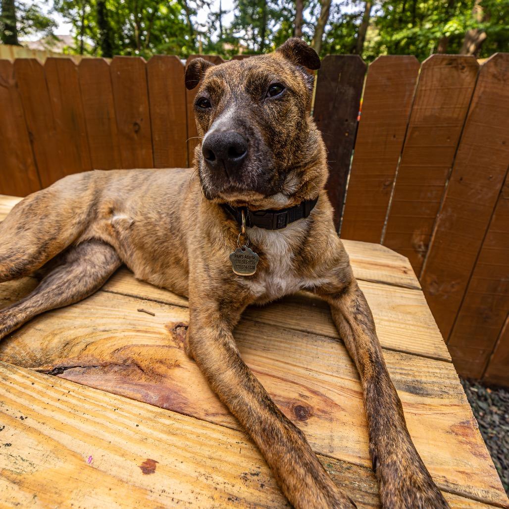 Enlarge Tammy, a Adoptable mixed breed in Decatur, GA image 3/6