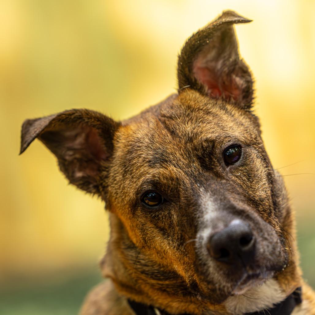 Enlarge Tammy, a Adoptable mixed breed in Decatur, GA image 4/6