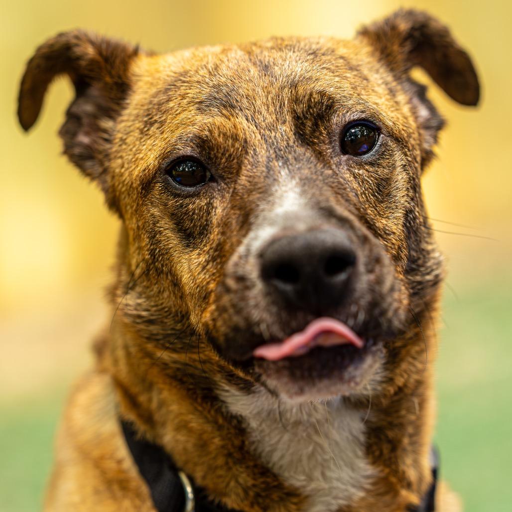 Enlarge Tammy, a Adoptable mixed breed in Decatur, GA image 5/6