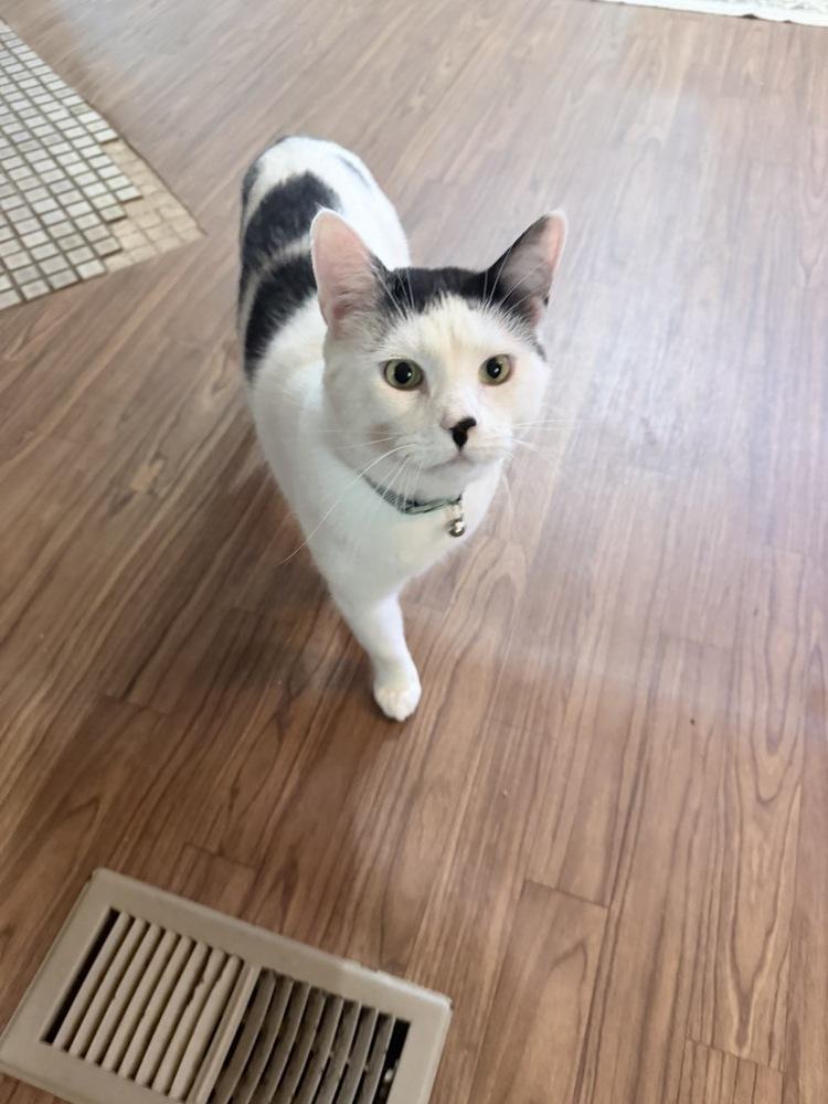 Bourbon, Adoptable, Young Male Domestic Short Hair.