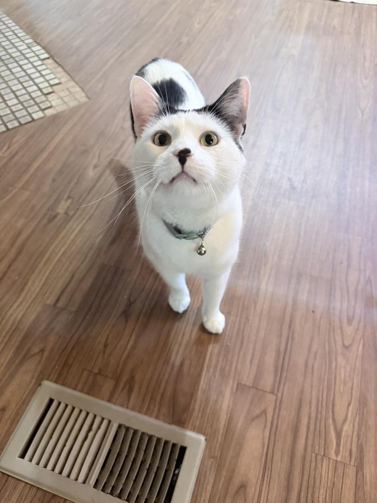 Enlarge Bourbon, a Adoptable Domestic Short Hair in McPherson, KS image 2/2