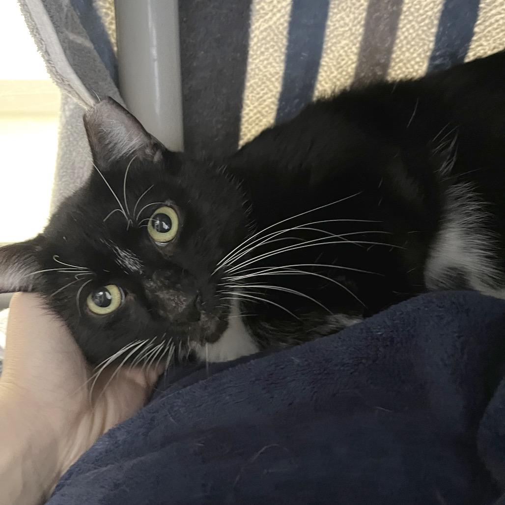 Enlarge Oni, a Adoptable Domestic Short Hair in York, PA image 1/6