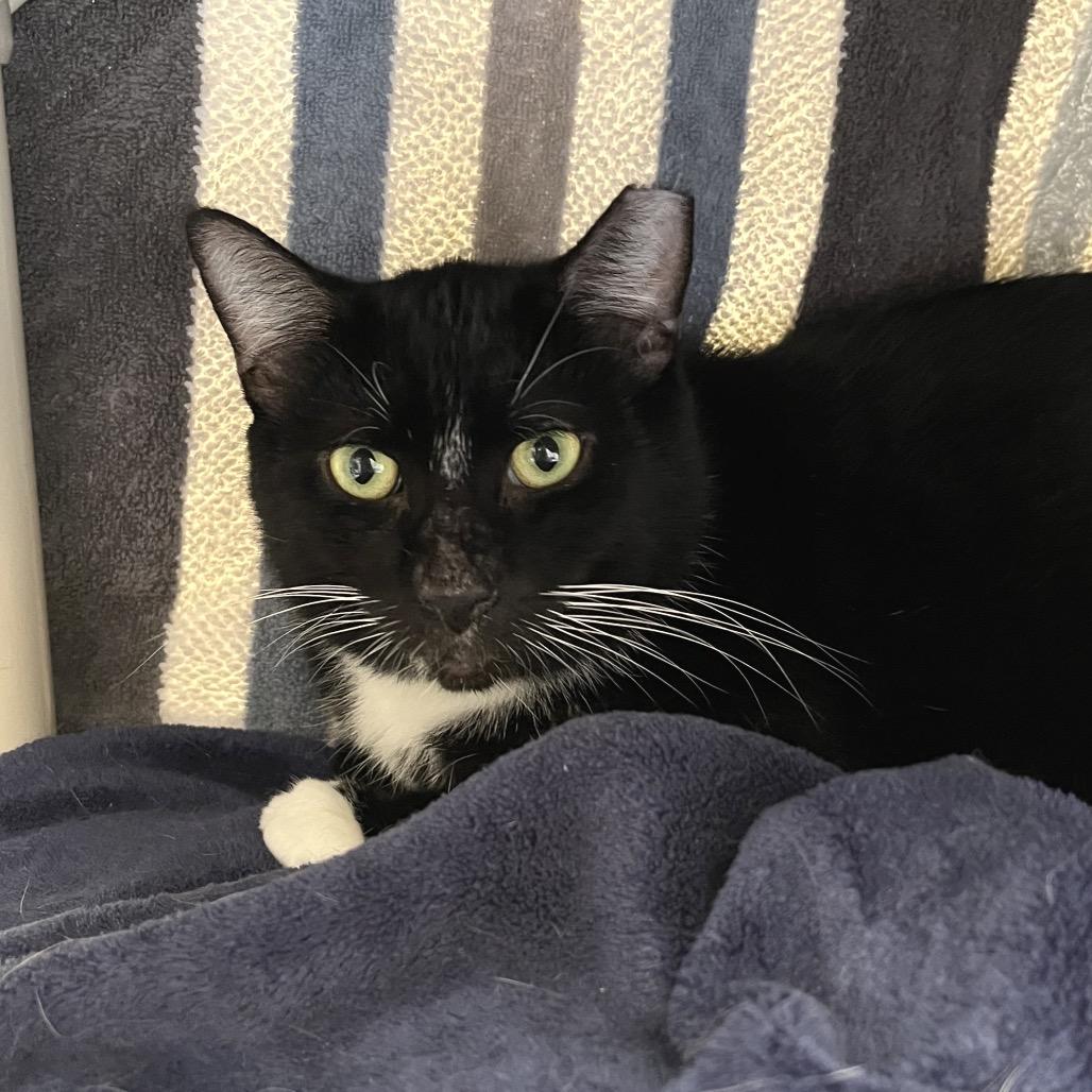 Enlarge Oni, a Adoptable Domestic Short Hair in York, PA image 3/6