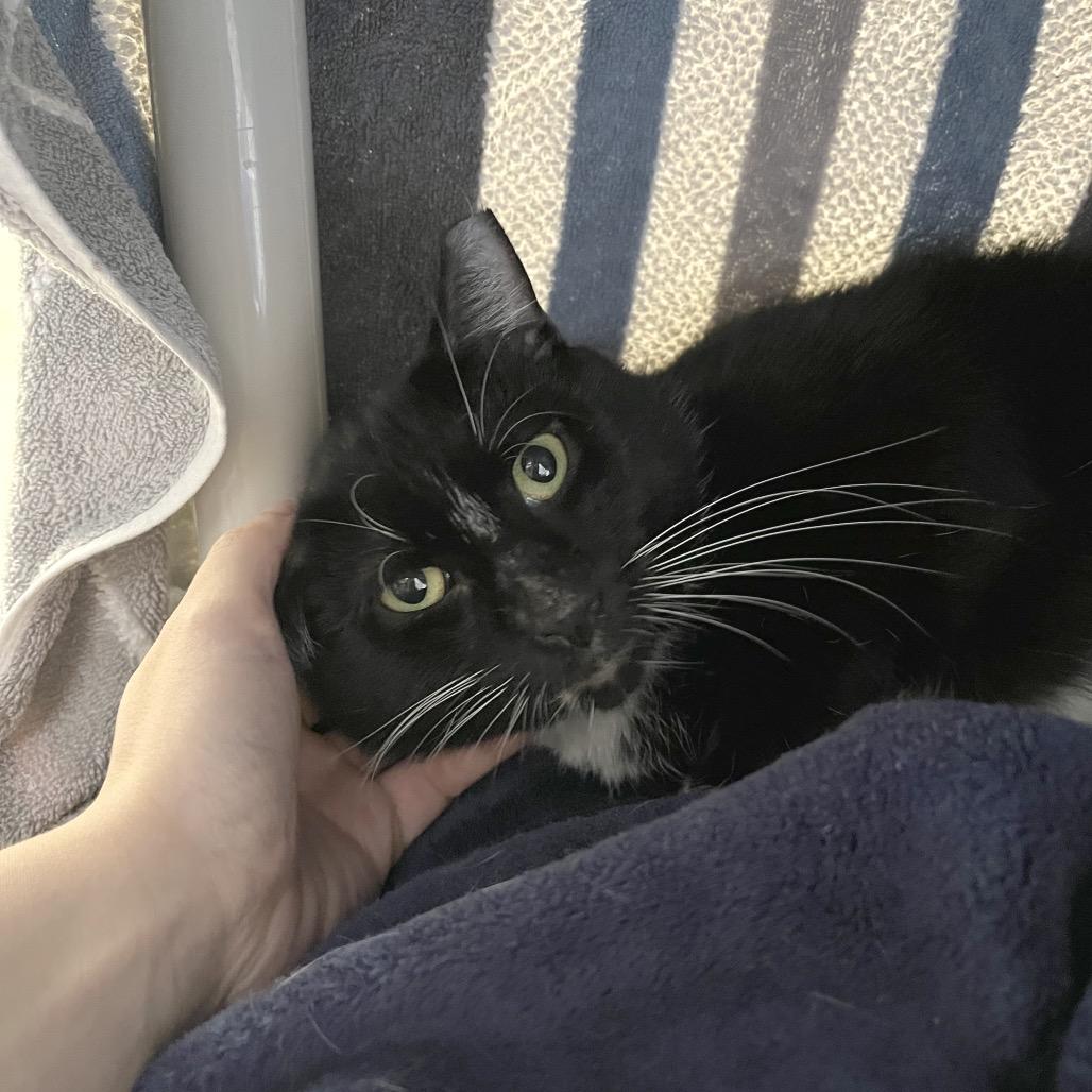 Enlarge Oni, a Adoptable Domestic Short Hair in York, PA image 5/6