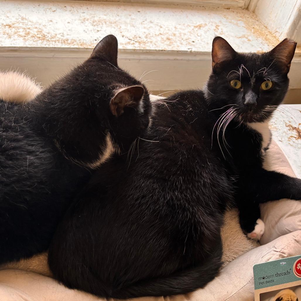 Enlarge Oni, a Adoptable Domestic Short Hair in York, PA image 6/6