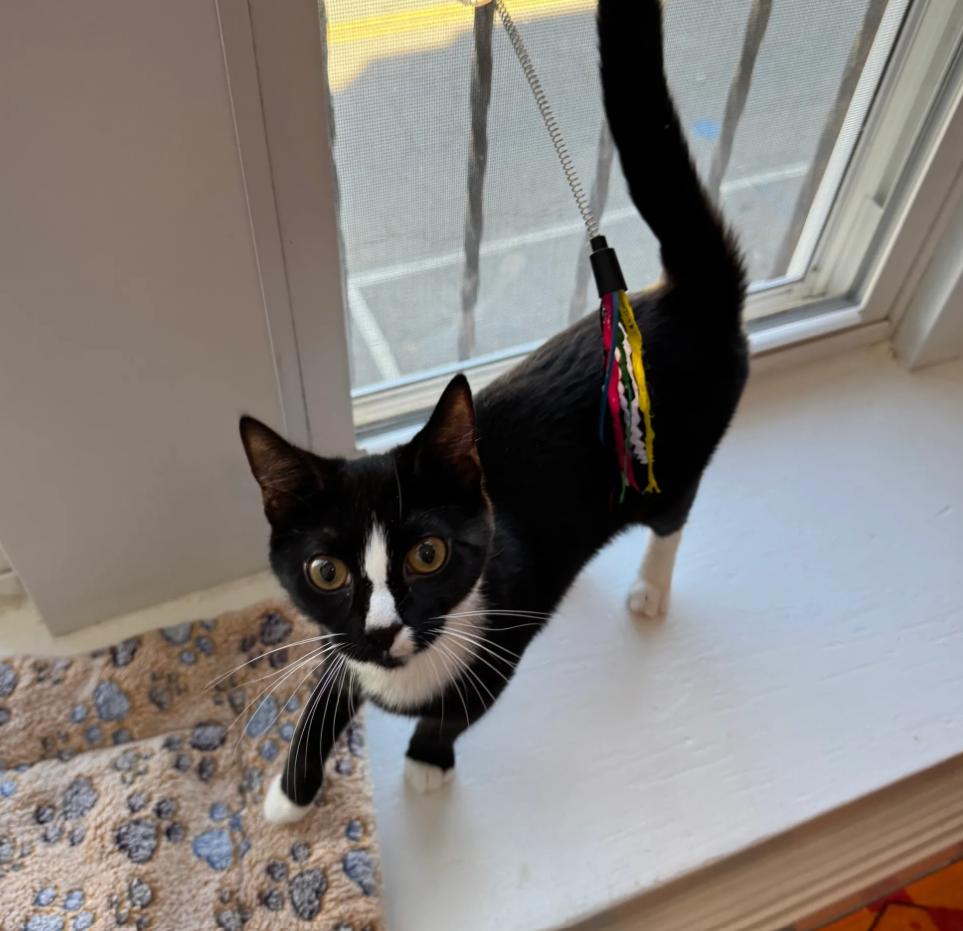 Joy, Adoptable, Young Female Domestic Short Hair.