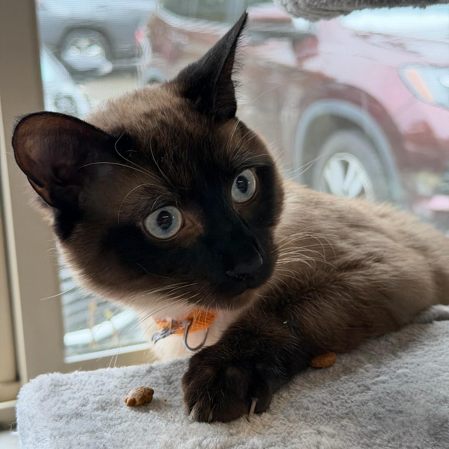 Enlarge Truffle Toes, an adopted Domestic Short Hair in Renton , WA image 4/6