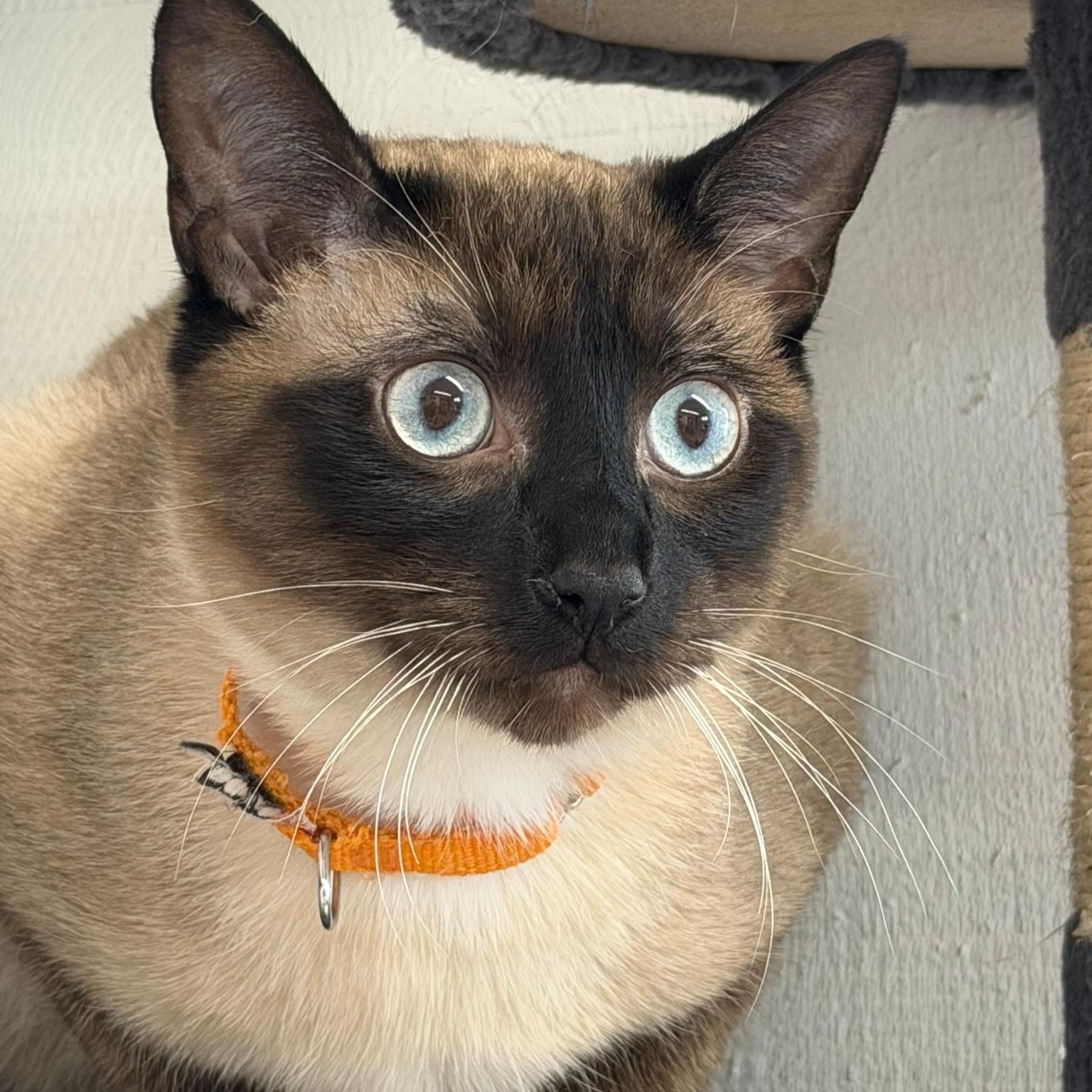 Enlarge Truffle Toes, an adopted Domestic Short Hair in Renton , WA image 2/6