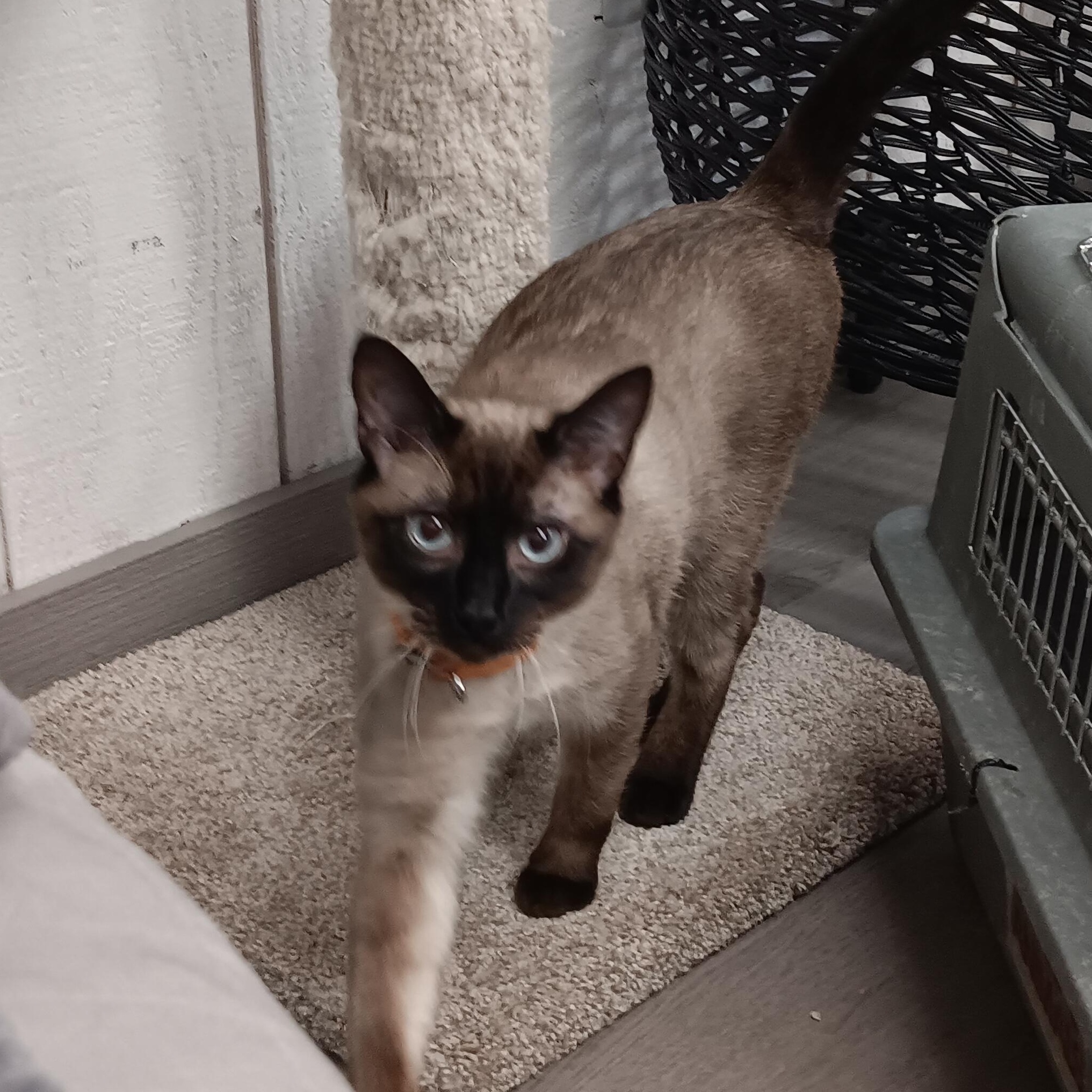 Enlarge Truffle Toes, an adopted Domestic Short Hair in Renton , WA image 3/6