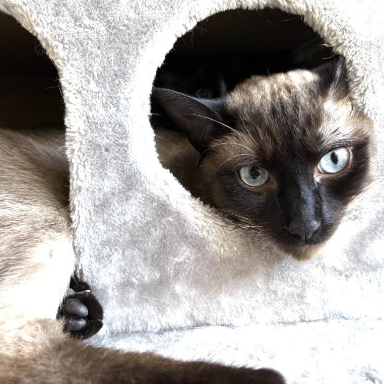 Enlarge Truffle Toes, an adopted Domestic Short Hair in Renton , WA image 6/6