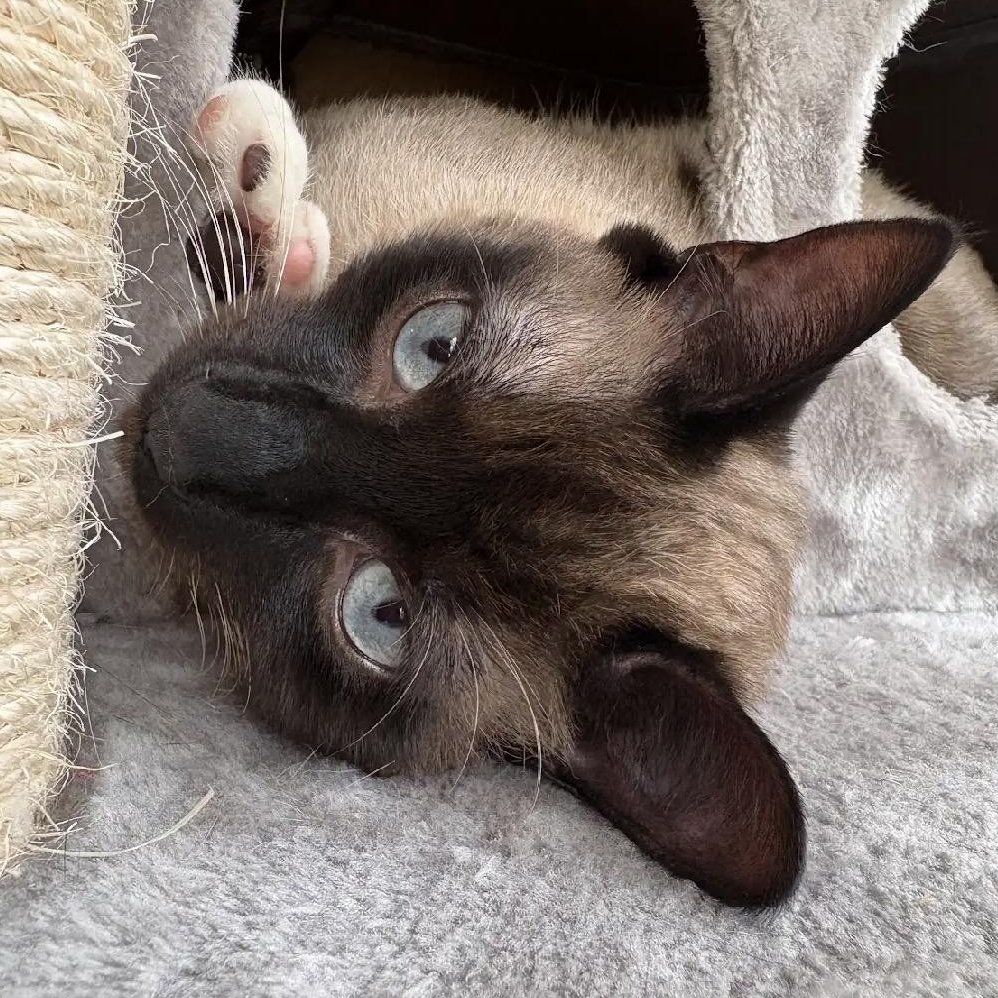 Enlarge Truffle Toes, an adopted Domestic Short Hair in Renton , WA image 5/6