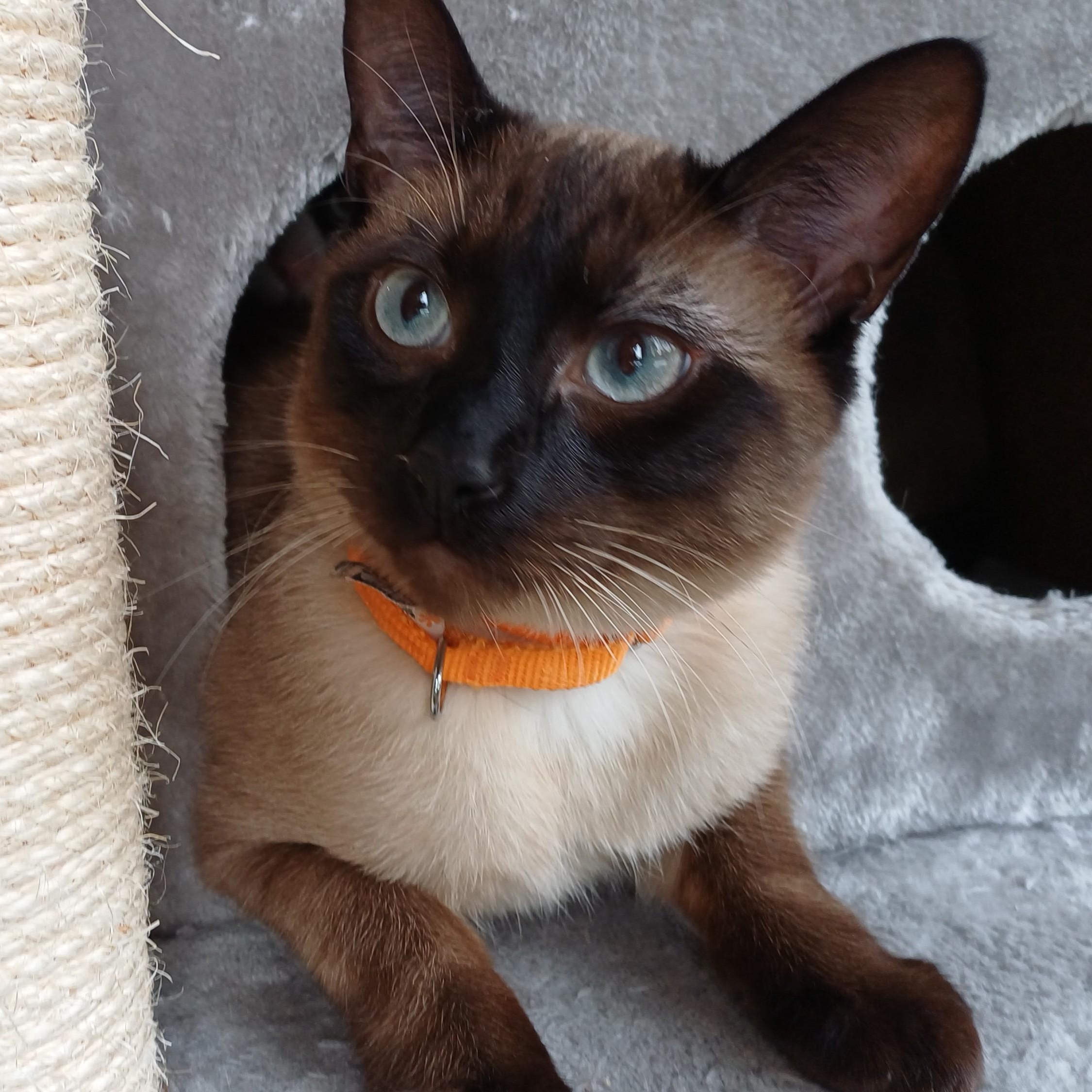 Truffle Toes, adopted, Kitten Male Domestic Short Hair.