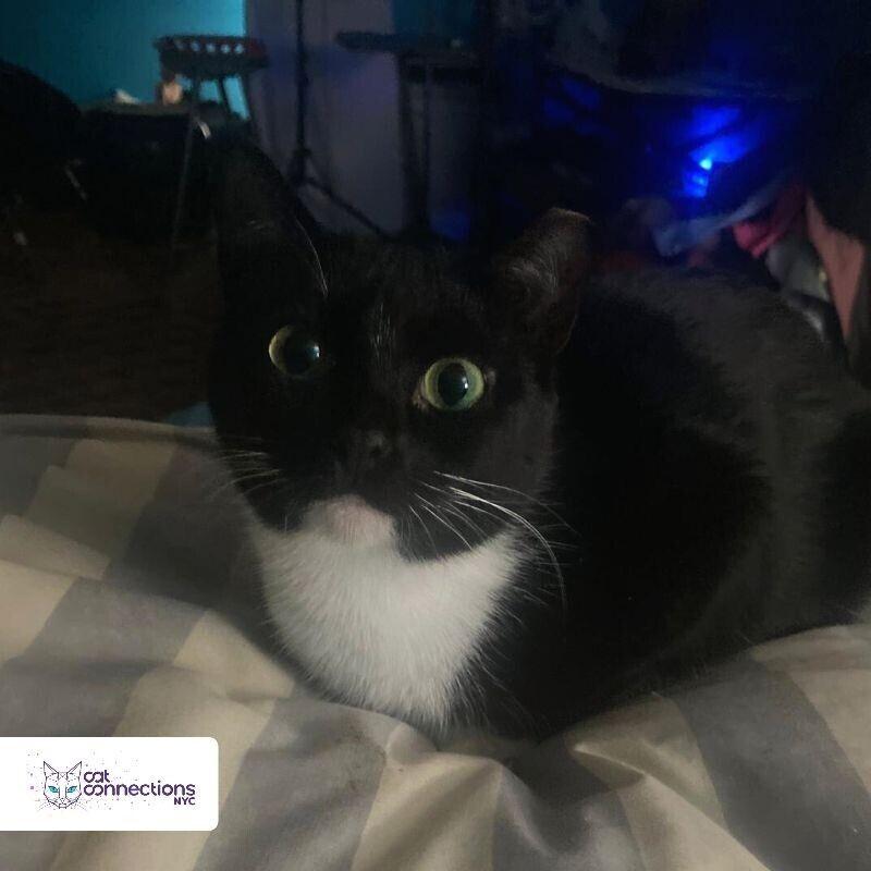 River, a Adoptable American Shorthair in Astoria, NY image 1/4