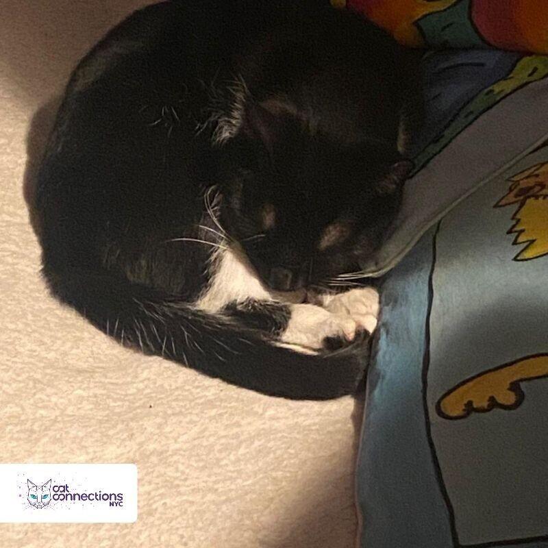 River, a Adoptable American Shorthair in Astoria, NY image 2/4