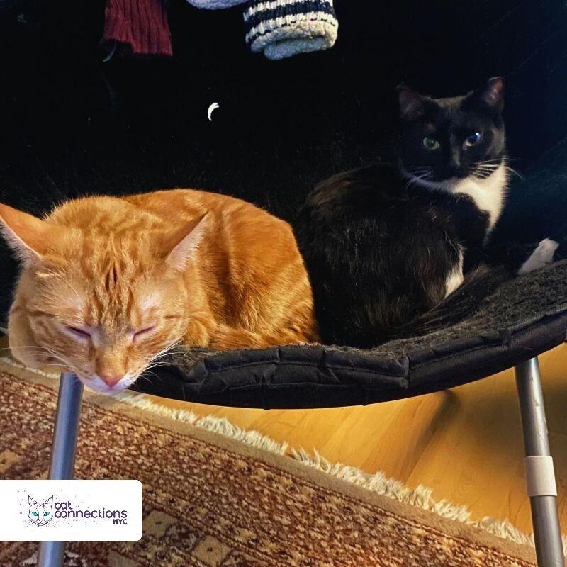 River, a Adoptable American Shorthair in Astoria, NY image 3/4