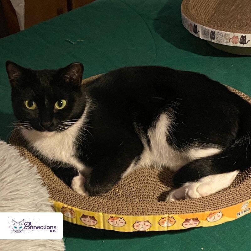 River, a Adoptable American Shorthair in Astoria, NY image 4/4