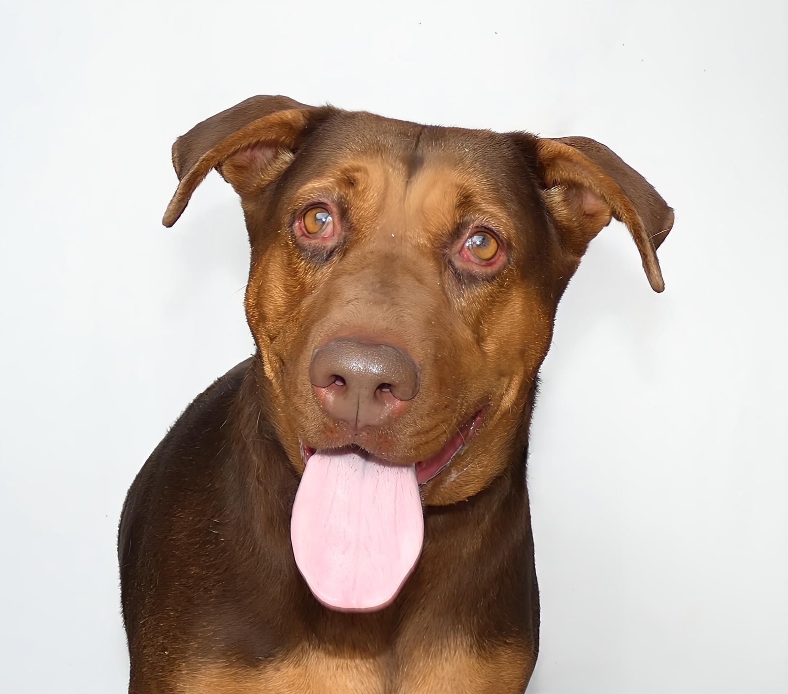 BARBARELLA, a Adoptable Doberman Pinscher in Pasadena, CA image 1/2