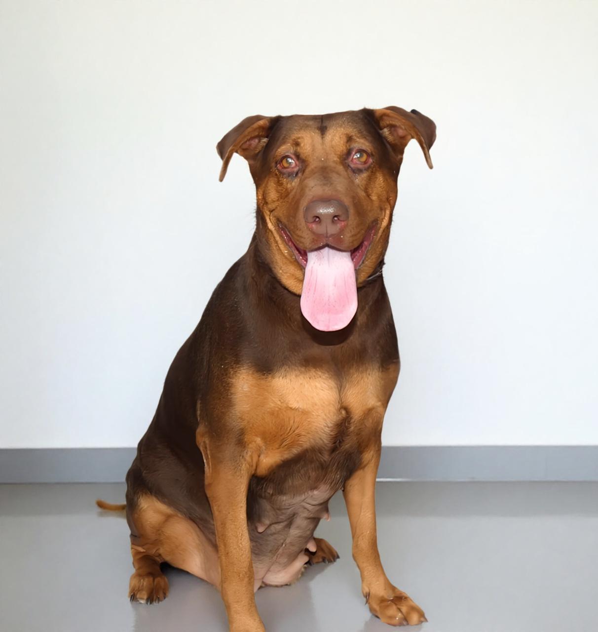 BARBARELLA, a Adoptable Doberman Pinscher in Pasadena, CA image 2/2