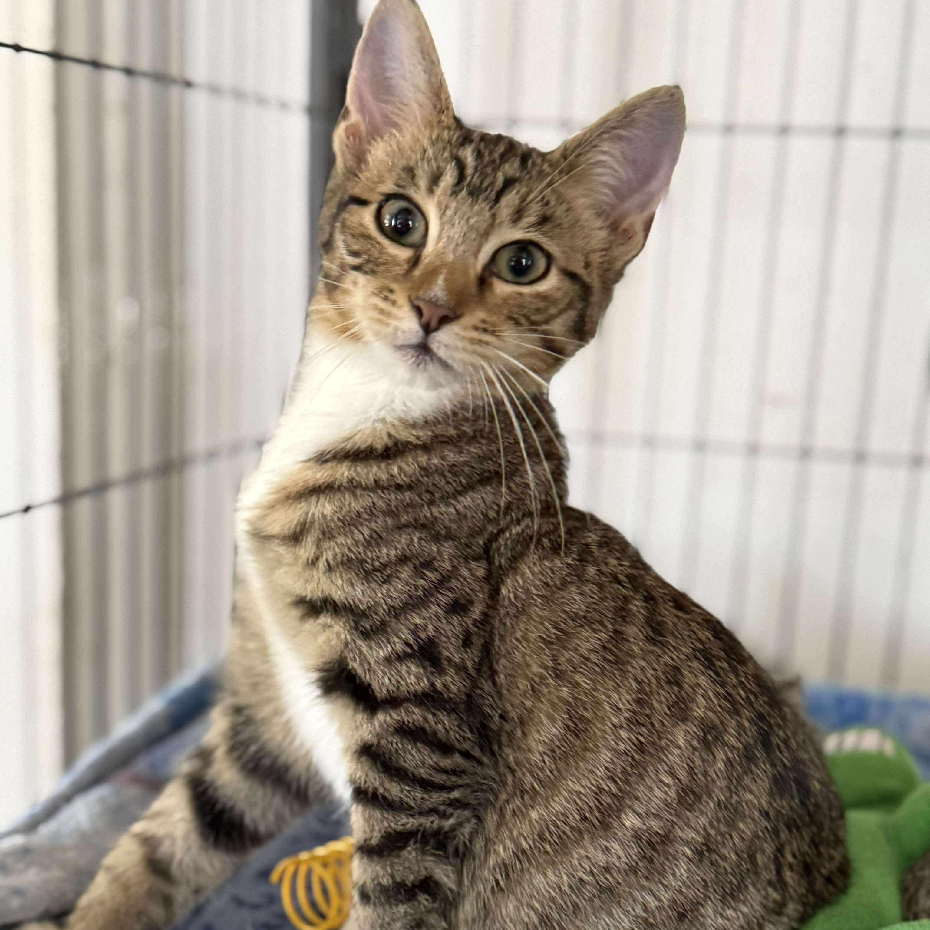 Enlarge Pinto, a Adopted Domestic Short Hair in Shreveport, LA image 1/1