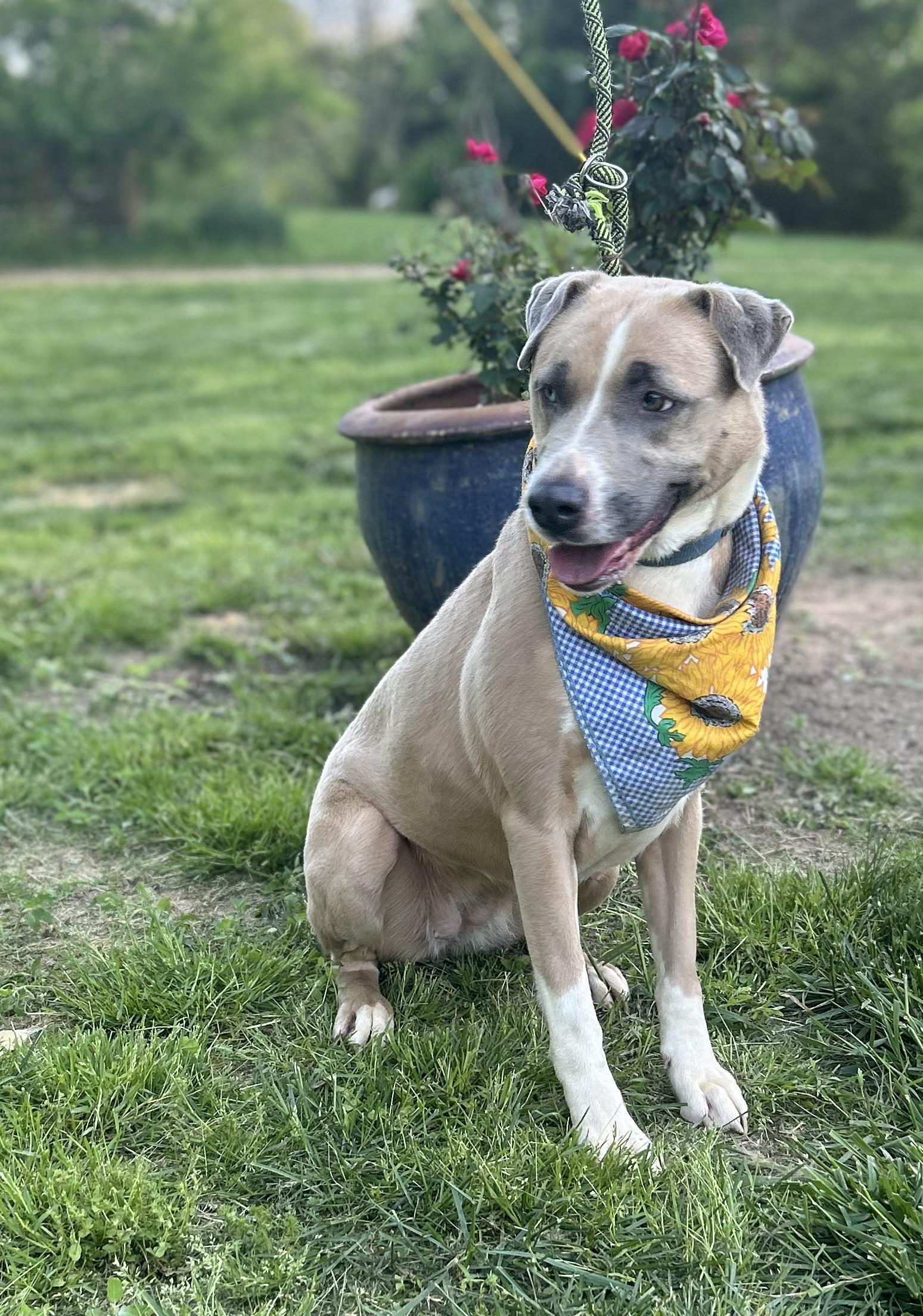 Enlarge Breezy, a Adoptable mixed breed in fountain, CO image 5/6