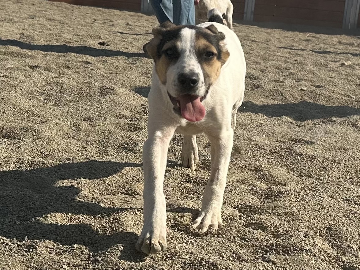 Enlarge Chole, a Adoptable mixed breed in Hollister, CA image 1/2