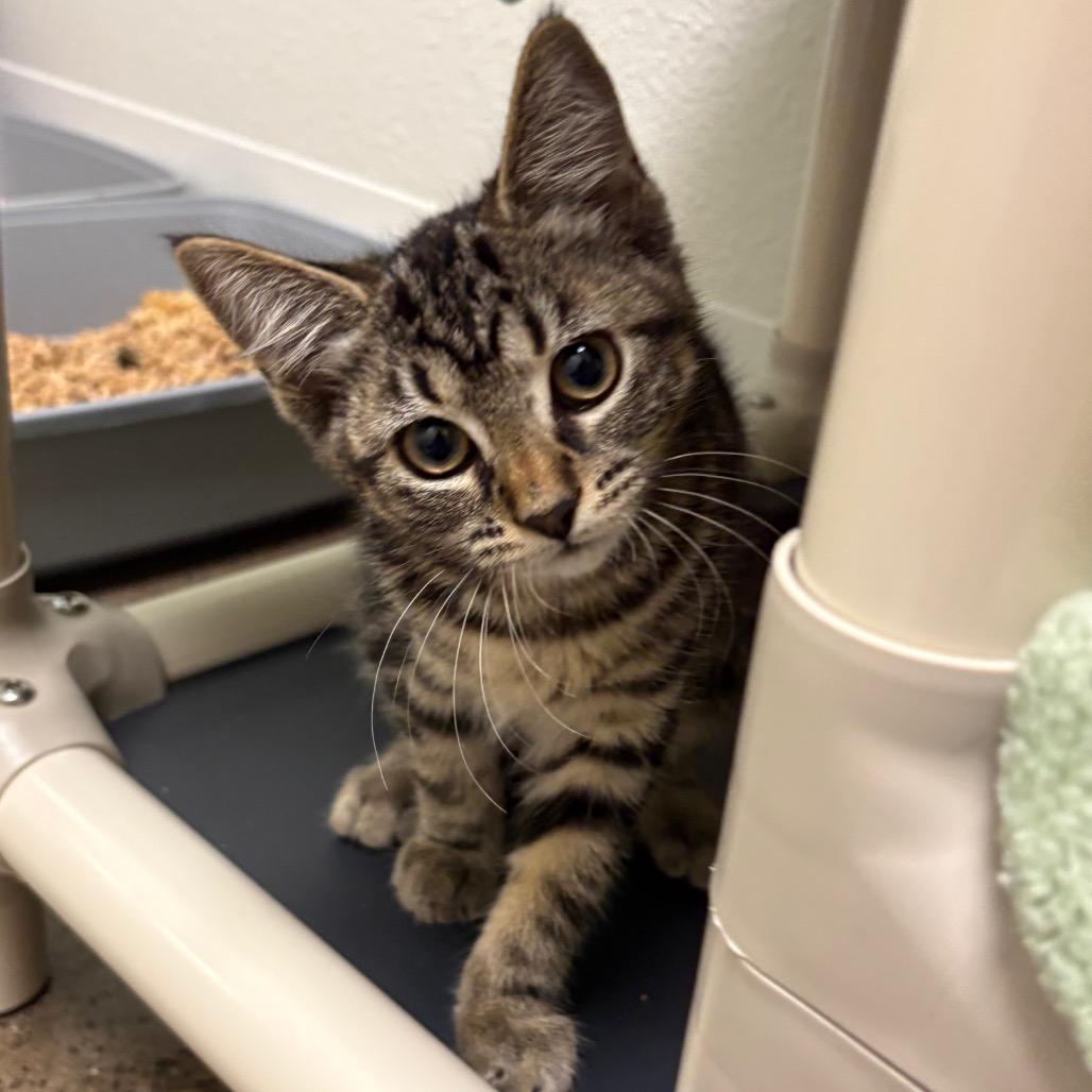 Sausage, Adoptable, Kitten Female Domestic Short Hair.