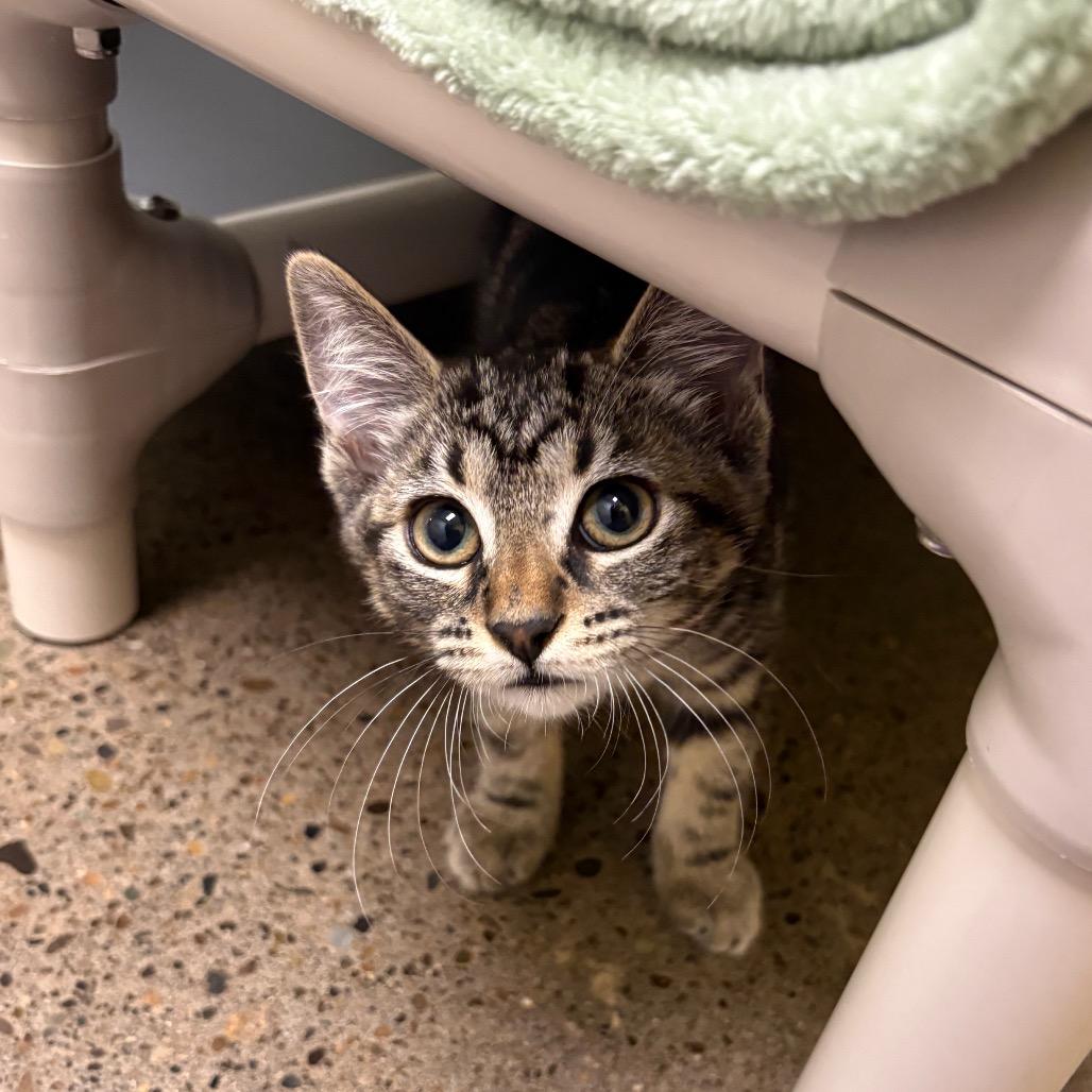 Sausage, a Adoptable Domestic Short Hair in Keizer, OR image 2/2