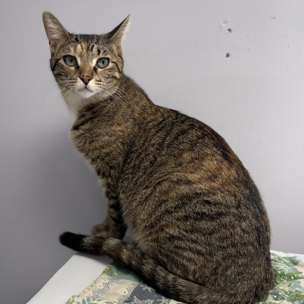 Osa, a Adoptable Domestic Short Hair in Archbold , OH image 1/2
