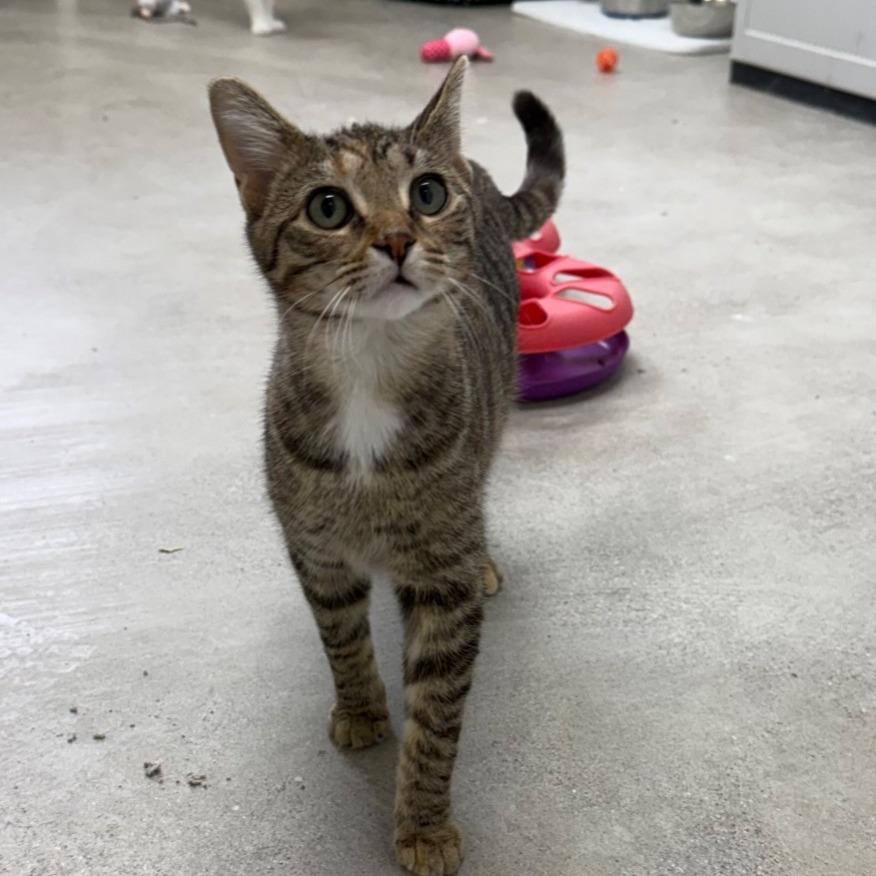 Osa, a Adoptable Domestic Short Hair in Archbold , OH image 2/2