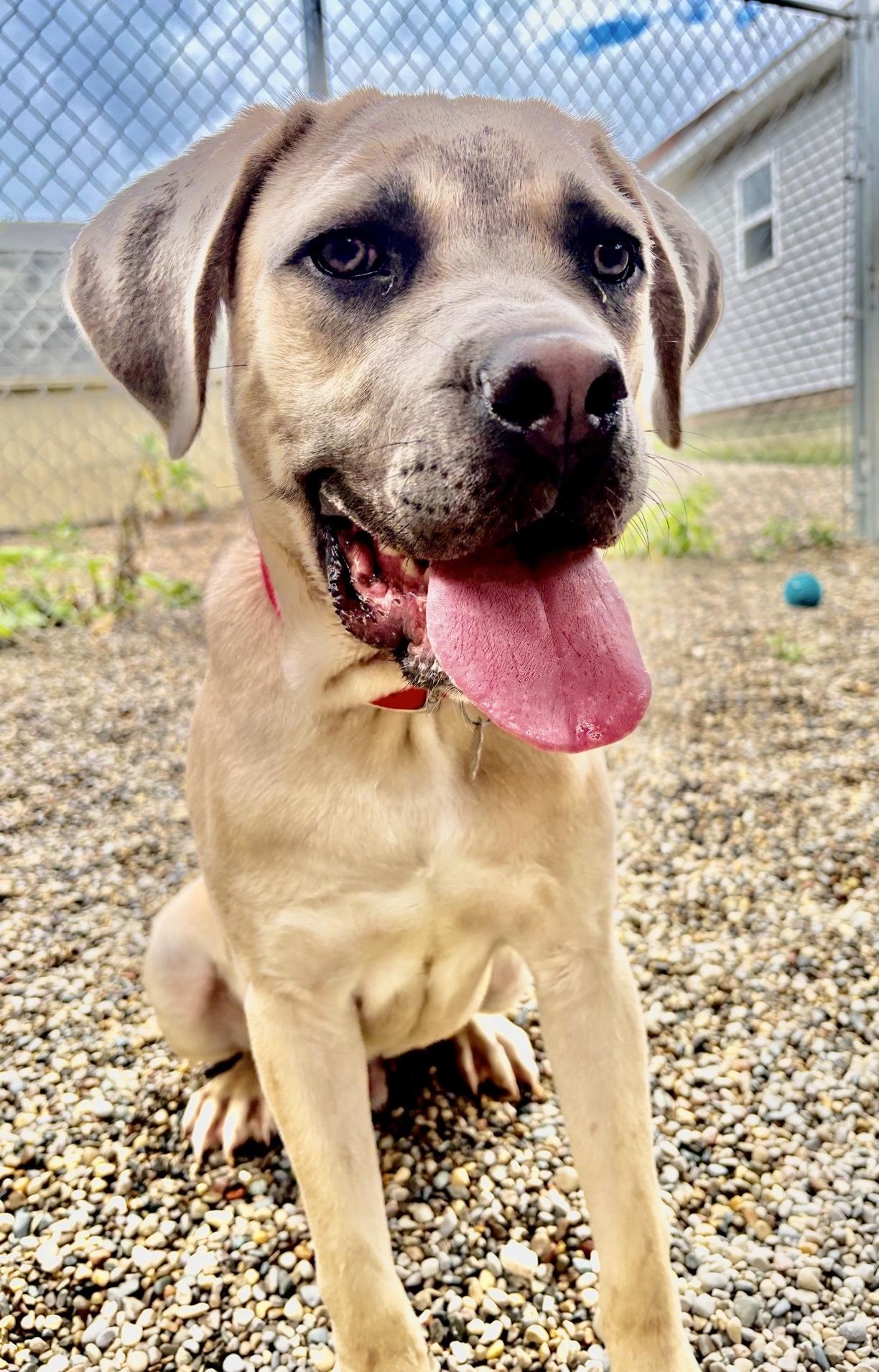 Brody, a Adoptable mixed breed in Oxford, MI image 3/6