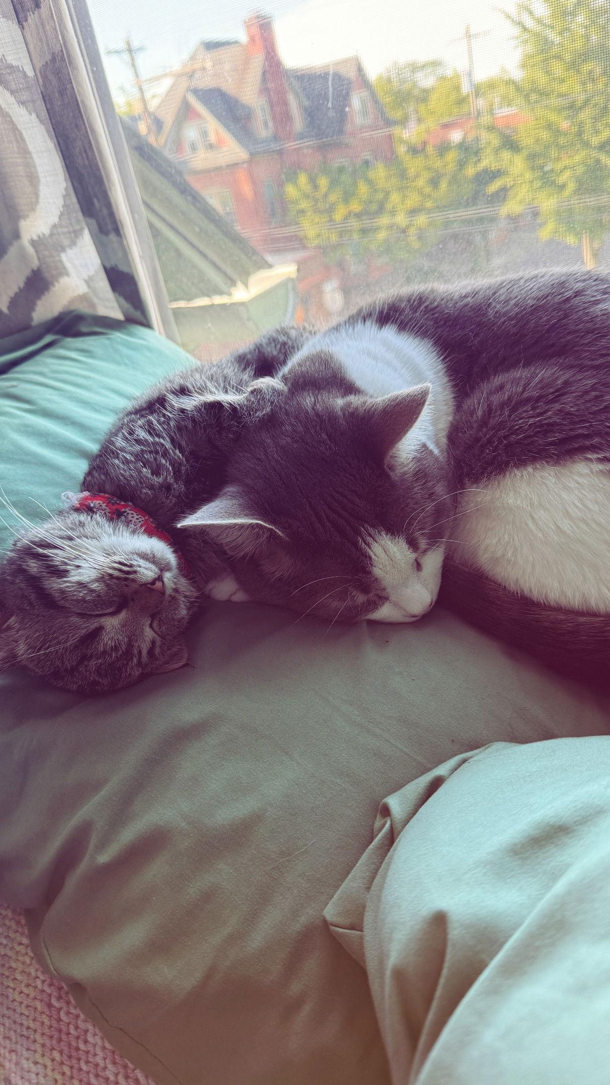 Millie Moo, Adoptable, Kitten Female Domestic Short Hair.