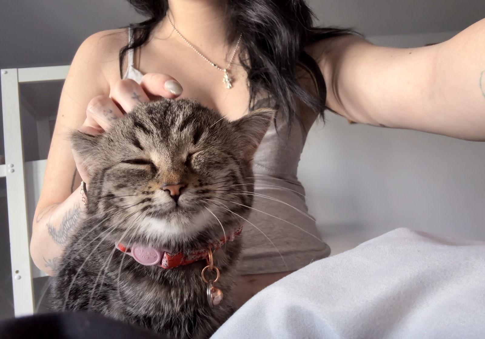 Millie Moo, a Adoptable Domestic Short Hair in Broomall, PA image 1/3