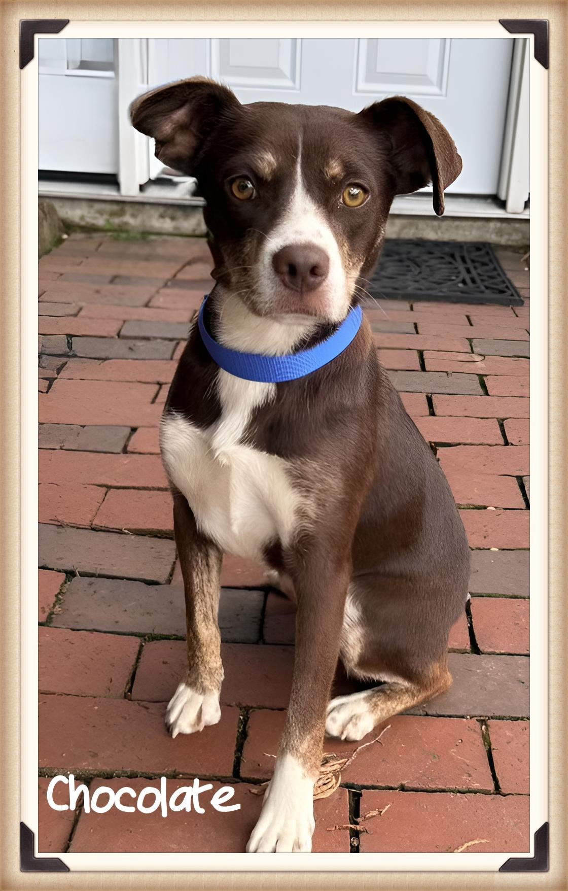 Chocolate, ADOPTABLE, Young Female Mixed Breed.