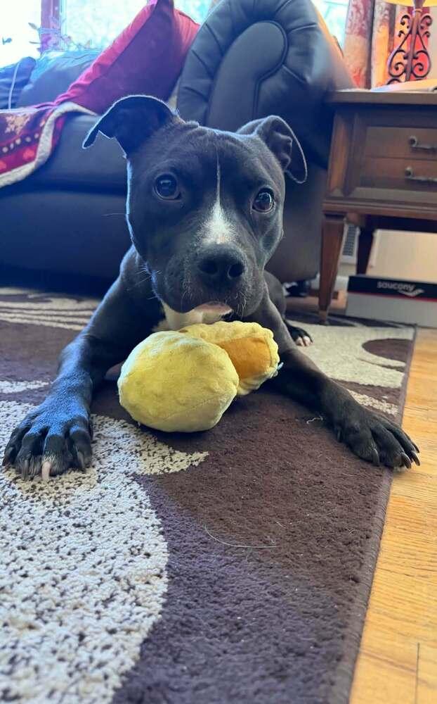 Enlarge Colby, a Adoptable Staffordshire Bull Terrier in Caldwell, NJ image 1/3