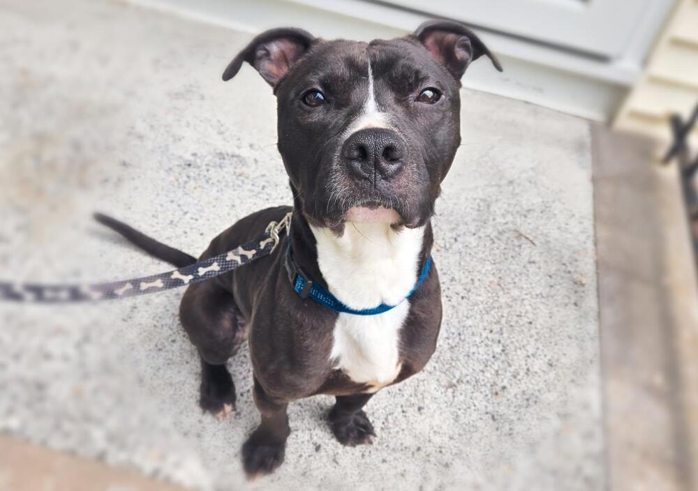 Enlarge Colby, a Adoptable Staffordshire Bull Terrier in Caldwell, NJ image 3/3