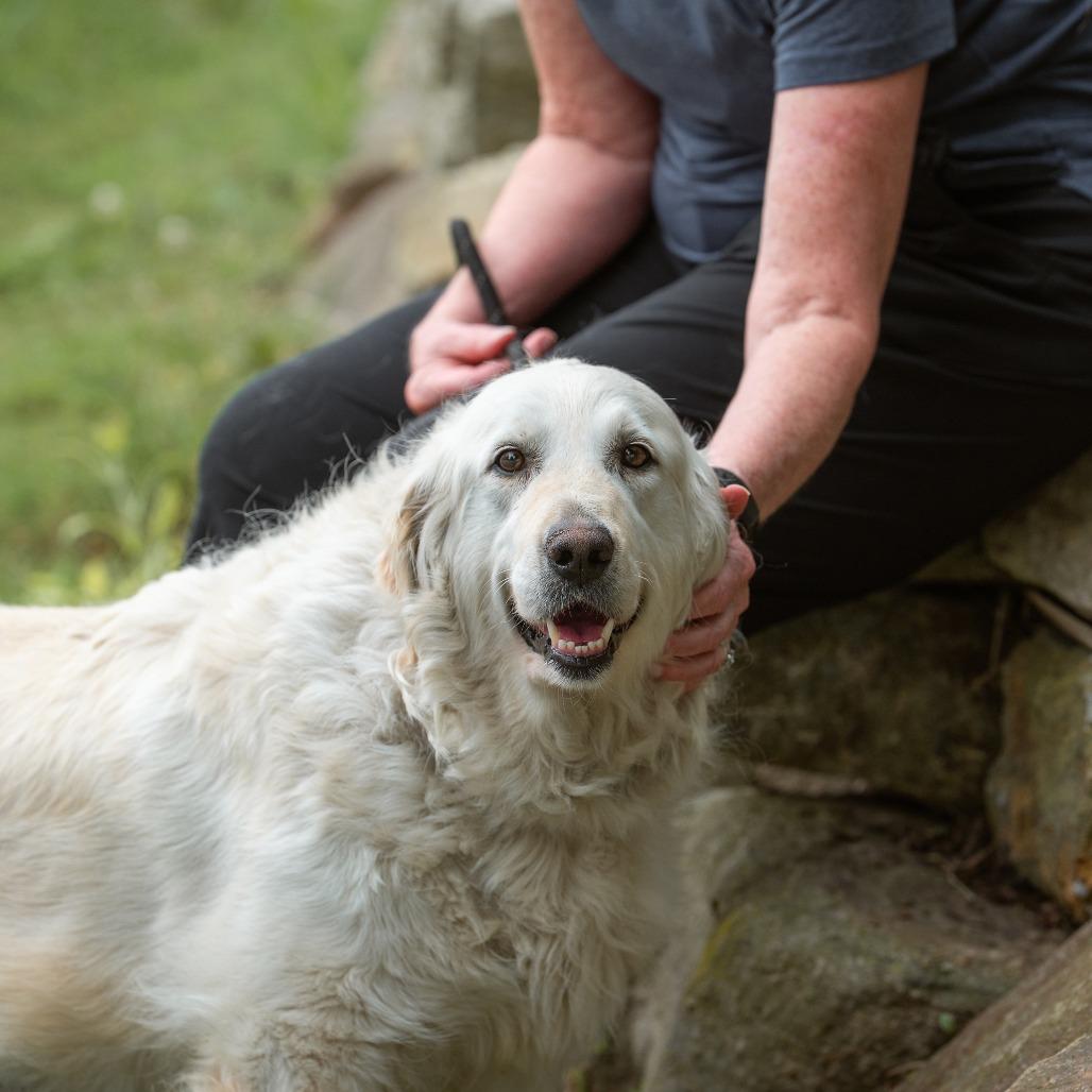 Rita, adopted, Adult Female Golden Retriever.