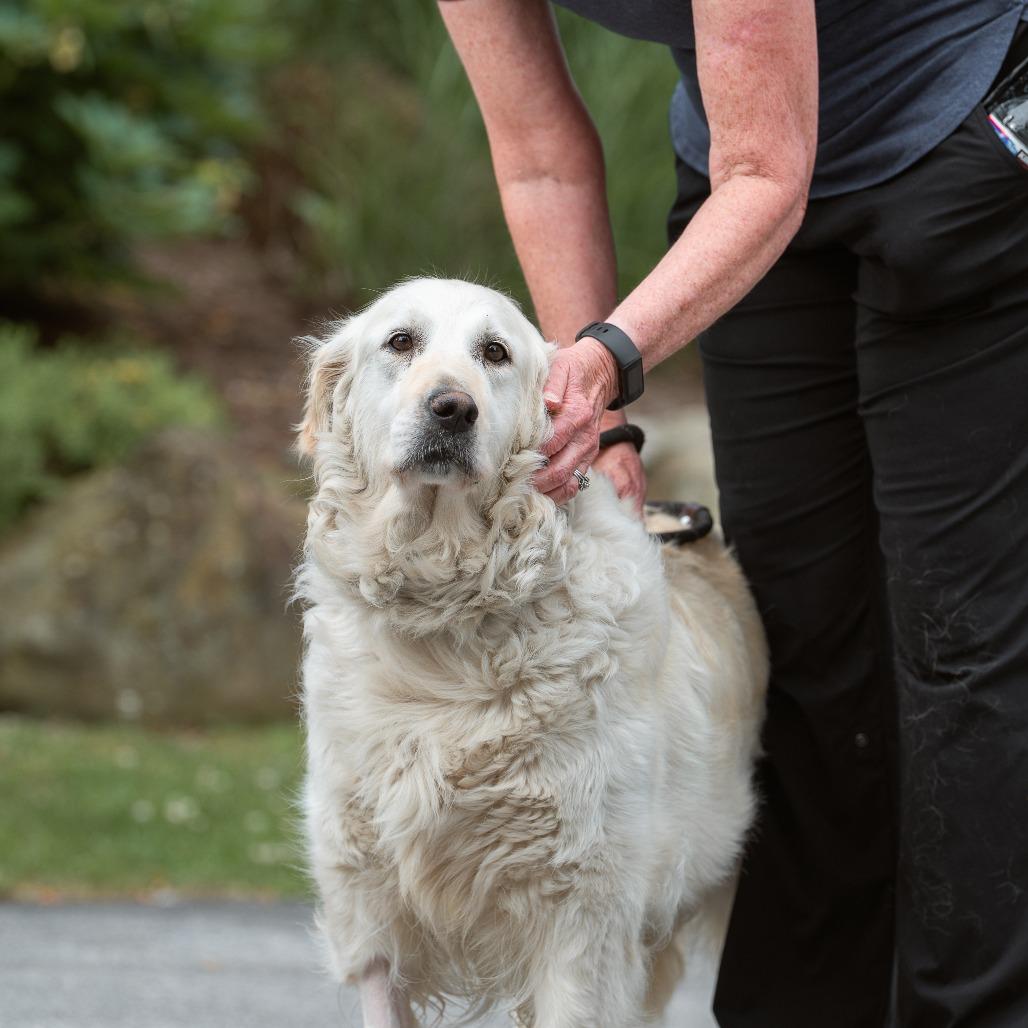 Enlarge Rita, an adopted Golden Retriever in Chester Springs, PA image 4/5