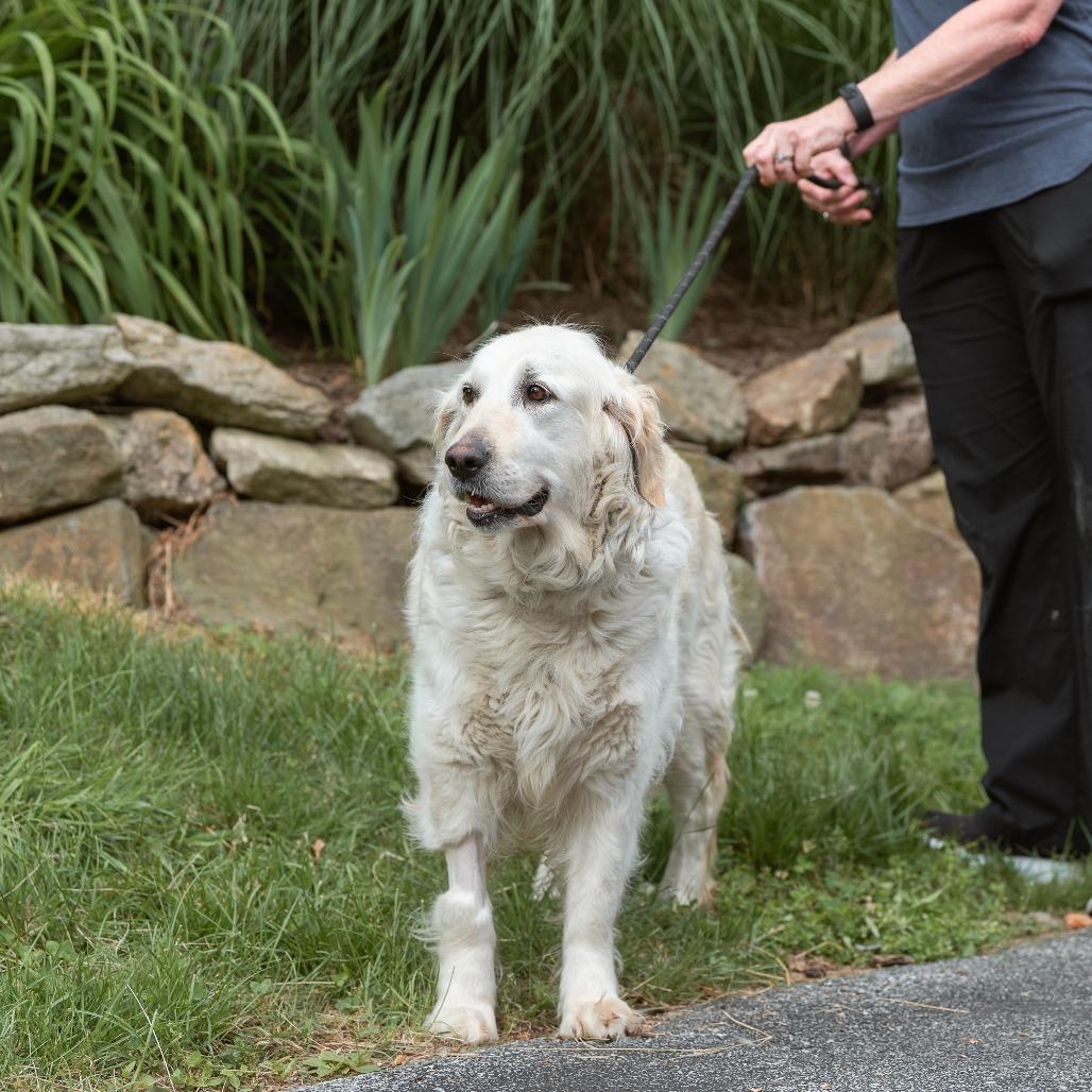 Enlarge Rita, an adopted Golden Retriever in Chester Springs, PA image 3/5