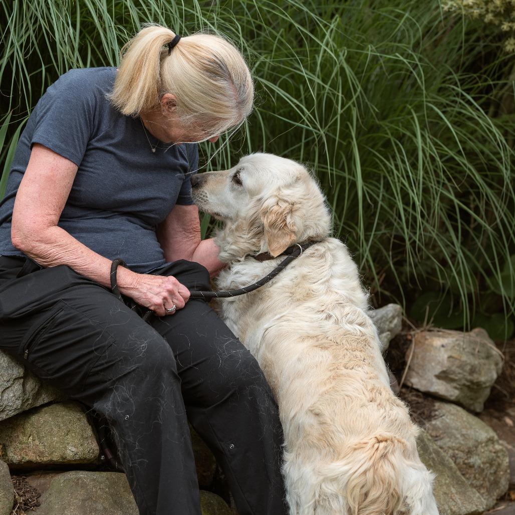 Enlarge Rita, an adopted Golden Retriever in Chester Springs, PA image 2/5