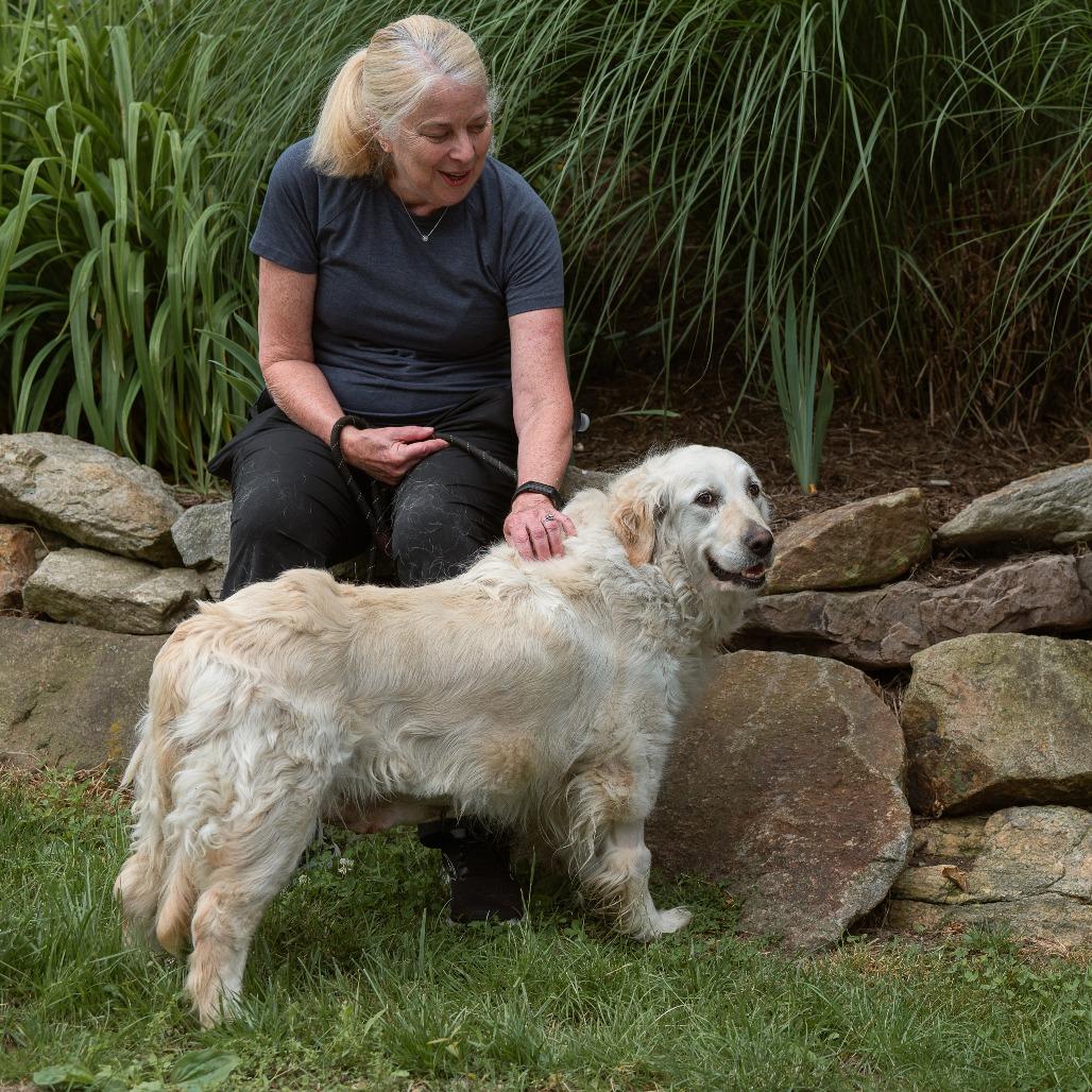 Enlarge Rita, an adopted Golden Retriever in Chester Springs, PA image 5/5