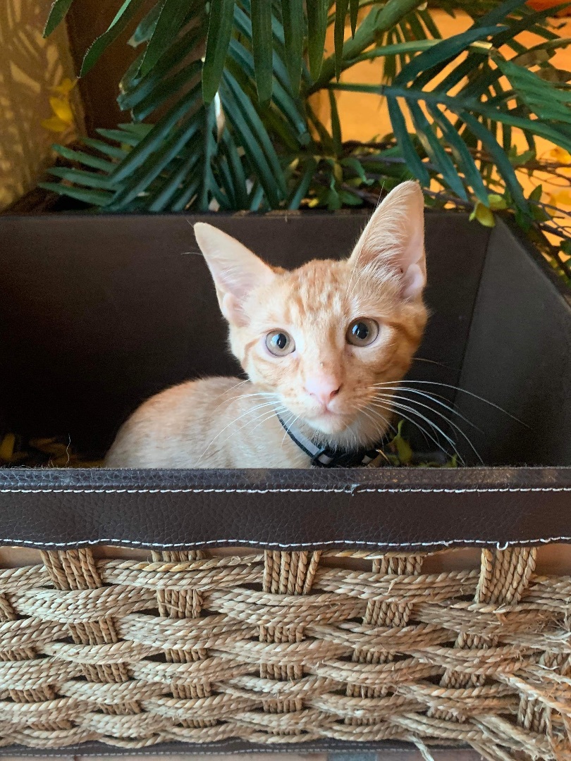 Blazer, Adoptable, Adult Male Domestic Short Hair.