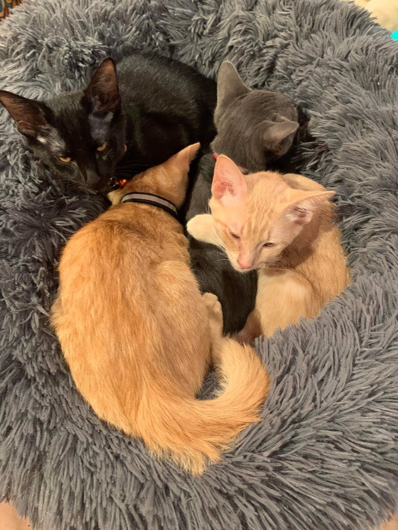 Enlarge Blazer, a Adoptable Domestic Short Hair in Mabank, TX image 2/6