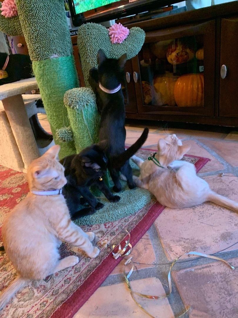 Enlarge Blazer, a Adoptable Domestic Short Hair in Mabank, TX image 3/6