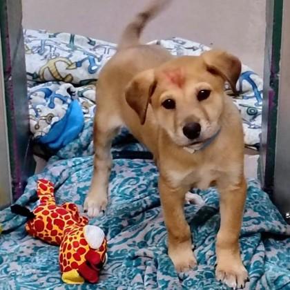 Rusty — thumbnail 2