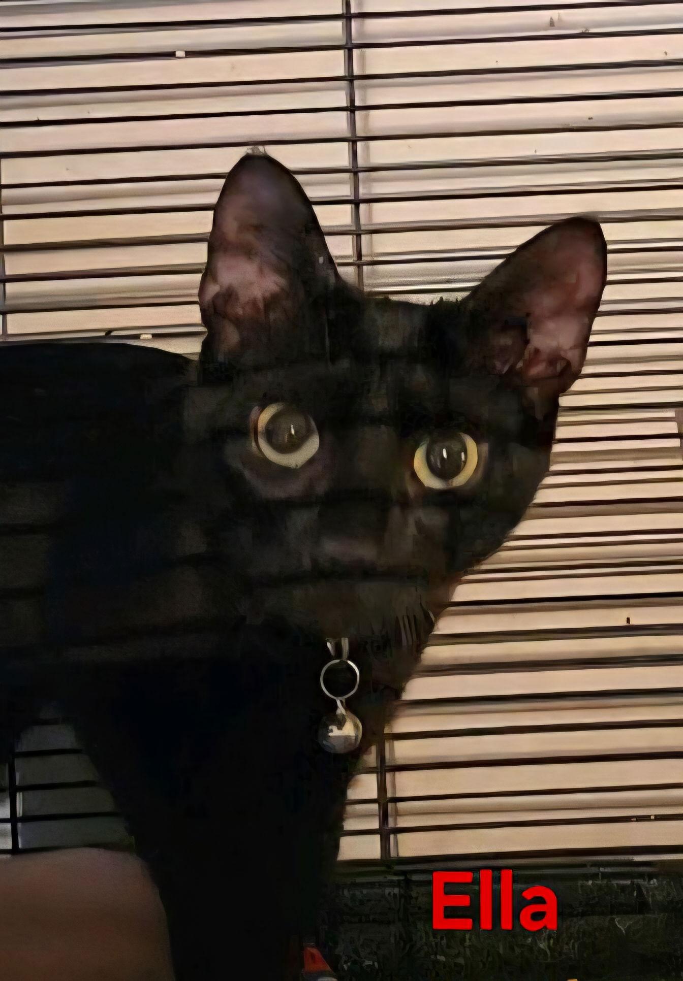 Enlarge Ella, a Adoptable Domestic Short Hair in Longwood, FL image 1/2