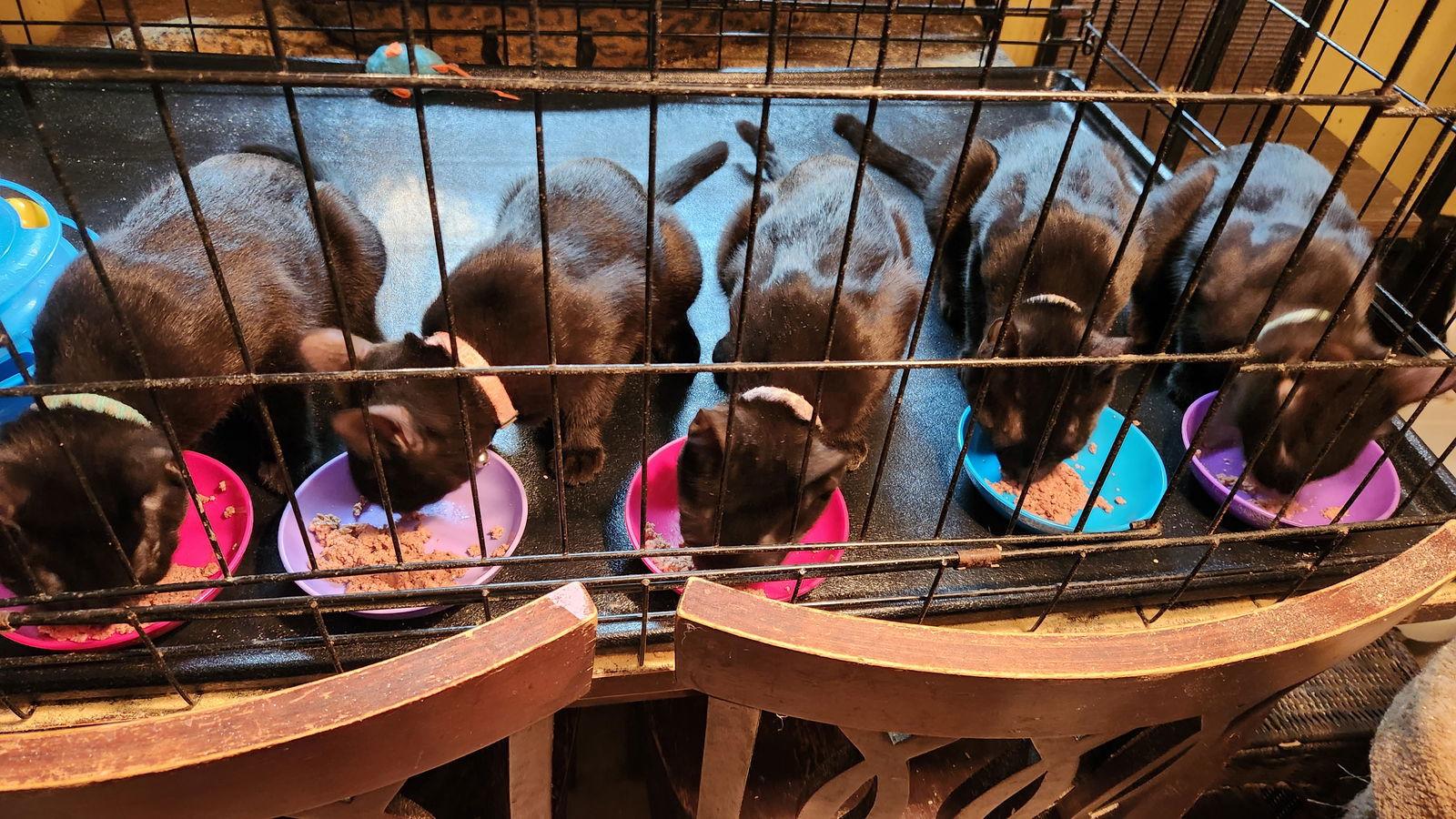 Enlarge Ella, a Adoptable Domestic Short Hair in Longwood, FL image 2/2