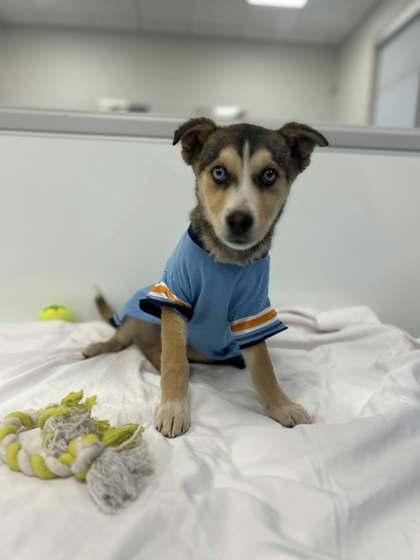 Enlarge Eli, a Adoptable mixed breed in Fresno, CA image 1/2