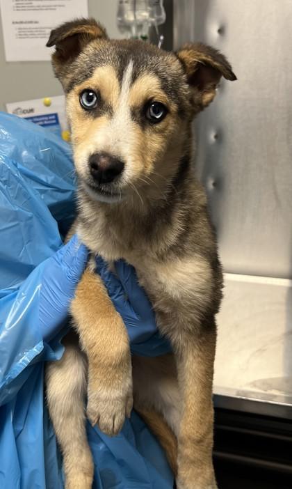 Eli, Adoptable, Puppy Male Husky & Shepherd.