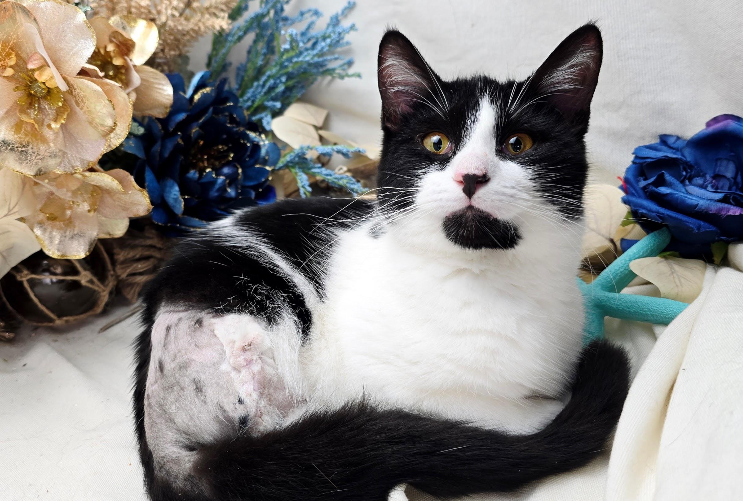 Enlarge Stew - The 3 Legged King (Adoption Pending), a ADOPTABLE Domestic Short Hair in Parsippany, NJ image 3/6